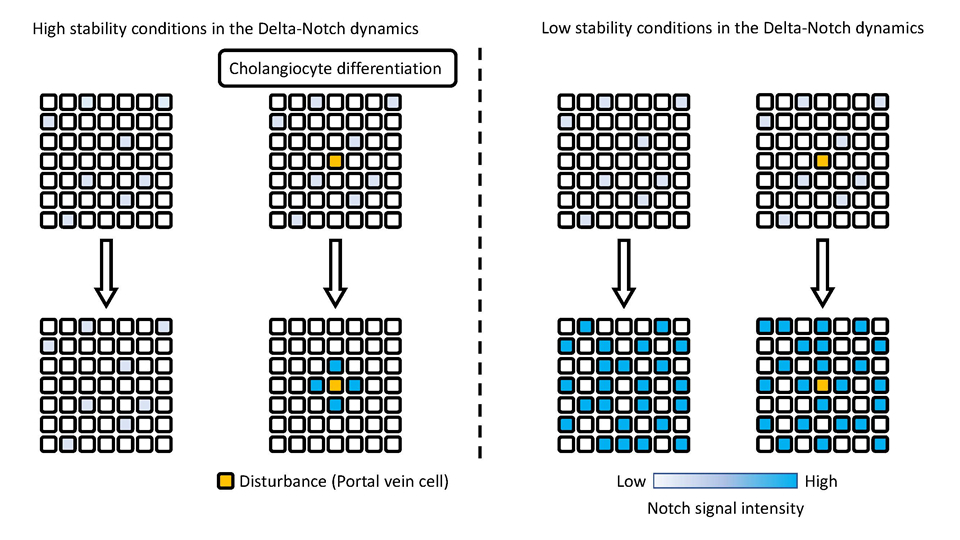 Mr. Masaharu Yoshihara, 3rd year student, published a first author paper in BMC Research Notes.