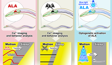 Mr. Shinichi Miyazaki, 4th year student, published a first author paper in iScience (Cell Press).