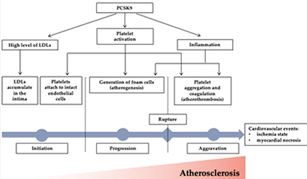 Ms. Nuriza Ulul Azmi, 2nd year student, published a co-author review article in Journal of Cardiovascular Development and Disease.