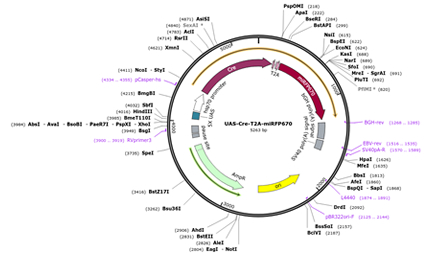 Mr. Masaharu Yoshihara, 4th year student, provided a plasmid (Addgene Plasmid Number: 193581), which he developed and used in his paper (PMID: 35444103), to a non-profit organization 