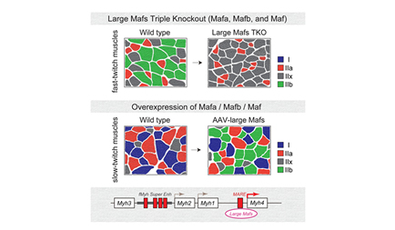 Mr. Shunya Sadaki, 2nd year student, published a first author paper in Cell Reports.