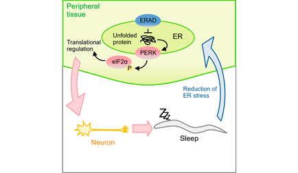 Dr. Shinichi Miyazaki, 2023 graduate, published a co-author paper in Frontiers in Cell Reports.