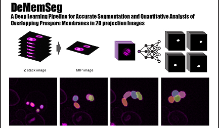 Mr. Shodai Taguchis' paper has been published in bioRxiv.
