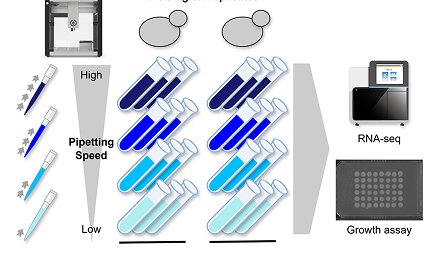 Mr. Shodai Taguchis' paper has been published in microPublication Biology.