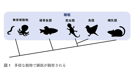 金子杏美さん(ヒューマニクス2年生)が執筆した日本語総説が、実験動物学会の学会誌「実験動物ニュース」に掲載されました。