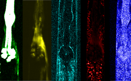 Mr. Shinichi Miyazaki, 2nd year student, published Multimodal nonlinear optical imaging of Caenorhabditis elegans with multiplex coherent anti-Stokes Raman scattering, third-harmonic generation, second-harmonic generation, and two-photon excitation fluorescence in Applied Physics Express. 