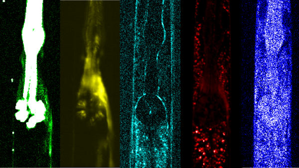 Mr. Shinichi Miyazaki, 2nd year student, published Multimodal nonlinear optical imaging of Caenorhabditis elegans with multiplex coherent anti-Stokes Raman scattering, third-harmonic generation, second-harmonic generation, and two-photon excitation fluorescence in Applied Physics Express. 