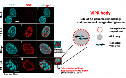 Ms. Michelle Jane Clemeno Genoveso(Humanics 1st) delivered an oral presentation as a lead author at the The 67th Annual Meeting of the Japanese Society for Virology October 2019 (Tokyo, Japan)