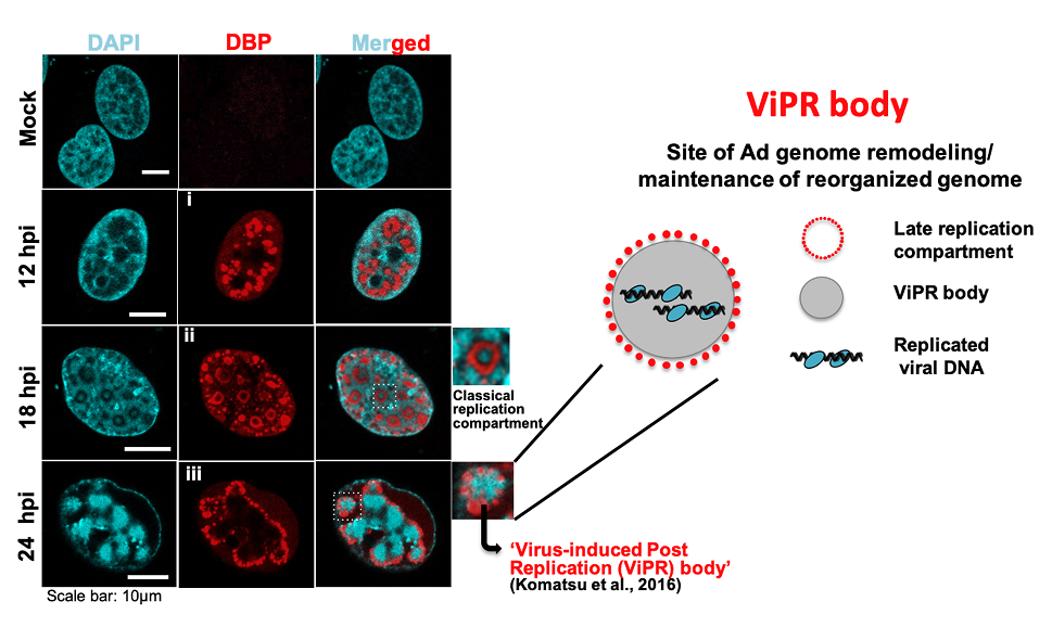 Ms. Michelle Jane Clemeno Genoveso(Humanics 1st) delivered an oral presentation as a lead author at the The 67th Annual Meeting of the Japanese Society for Virology October 2019 (Tokyo, Japan)